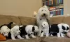 Photos supplémentaires: Les chiots Old English Sheepdog