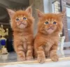 Photo №1. maine coon - à vendre en ville de Герона | 300€ | Annonce № 126521