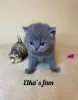 Photo №1. british shorthair - à vendre en ville de Москва | négocié | Annonce № 8764