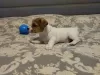 Photo №4. Je vais vendre jack russell terrier en ville de Minsk. éleveur - prix - 769€