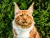 Photo №1. maine coon - à vendre en ville de Carolina Beach | 663€ | Annonce № 80350