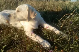 Photo №3. Chiot Labrador retriever. Biélorussie