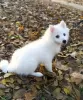 Photos supplémentaires: Chiots Spitz japonais