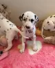 Photo №1. dalmatien - à vendre en ville de Nitra | 300€ | Annonce №29005