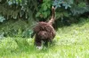 Photos supplémentaires: Chiots Lagotto Romagnolo