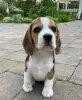 Photo №4. Je vais vendre beagle en ville de Würzburg. annonce privée - prix - 426€