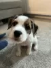 Photo №4. Je vais vendre parson russell terrier en ville de Vantaa.  - prix - 1500€