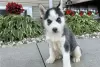 Photo №1. husky de sibérie - à vendre en ville de Varmaland | négocié | Annonce №73338