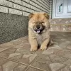 Photos supplémentaires: Chow-chow mâle