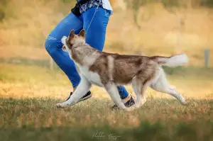 Photo №3. Husky chiots, spectacles prometteurs. Ukraine