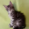 Photo №1. maine coon - à vendre en ville de Антверпен | négocié | Annonce № 62171