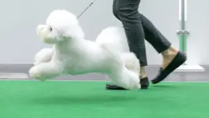 Photos supplémentaires: Magnifiques chiots Bichon Frise à vendre, perspective d'expositions