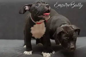 Photo №4. Je vais vendre american bully en ville de Minsk. de la fourrière - prix - Négocié