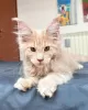 Photo №2 de l'annonce № 105630 de la vente maine coon - acheter à Allemagne éleveur