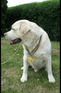 Photos supplémentaires: CHIOTS DE HAUTE RACE DE LABRADOR-RETRIVER DE CHAMPIONS