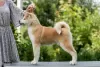 Photo №1. akita (chien) - à vendre en ville de Minsk | négocié | Annonce №10264