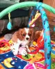 Photo №4. Je vais vendre cavalier king charles spaniel en ville de Чита. éleveur - prix - 1232€