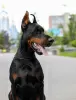 Photos supplémentaires: Doberman FCI