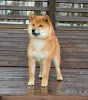 Photo №1. shiba - à vendre en ville de Москва | 1232€ | Annonce №6246