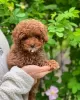 Photo №2 de l'annonce № 126850 de la vente caniche (jouet) - acheter à France éleveur