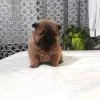 Photo №4. Je vais vendre chow-chow en ville de Jagodina.  - prix - négocié