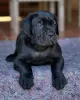 Photo №4. Je vais vendre cane corso en ville de Saint-Pétersbourg. annonce privée - prix - 350€