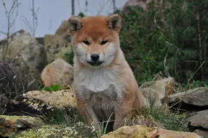 Photo №2 de l'annonce № 5051 de la vente shiba - acheter à Fédération de Russie éleveur