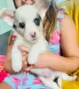 Photo №1. welsh corgi - à vendre en ville de Chemnitz | 510€ | Annonce №99361