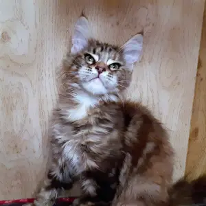 Photo №2 de l'annonce № 3699 de la vente maine coon - acheter à Fédération de Russie de la fourrière