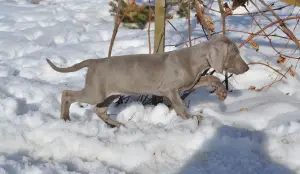 Photo №3. Le chenil propose à la vente des chiots Weimaraner de beaux parents titrés.. Fédération de Russie