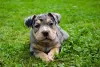 Photo №4. Je vais vendre american bully en ville de Krško. éleveur - prix - 2000€