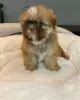 Photo №3. CHIOTS SHIH TZU. USA