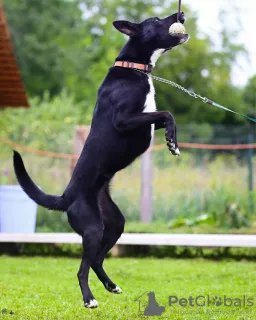 Photo №2 de l'annonce № 6203 de la vente chien bâtard - acheter à Fédération de Russie annonce privée