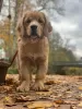 Photo №2 de l'annonce № 126804 de la vente golden retriever - acheter à Pologne annonce privée