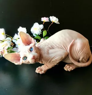 Photo №1. sphynx - à vendre en ville de Kharkov | 1362€ | Annonce № 5081