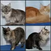 Photo №1. maine coon - à vendre en ville de Москва | 185€ | Annonce № 100094