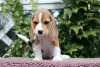 Photos supplémentaires: Chiots Beagle au chenil