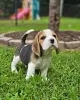 Photo №3. Deux magnifiques chiots beagle à vendre. Allemagne