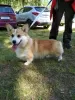 Photo №4. Je vais vendre welsh corgi en ville de Minsk. de la fourrière, éleveur - prix - 1500€