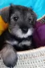 Photo №2 de l'annonce № 48690 de la vente schnauzer miniature - acheter à Ukraine annonce privée