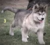 Photo №3. chiots malamute d'alaska. Pologne