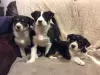 Photo №1. border collie - à vendre en ville de Urenui | 500€ | Annonce №57009