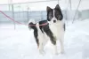 Photo №3. Merveilleux chien Hanik cherche une maison!. Fédération de Russie