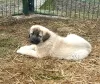 Photo №3. Chiots Kangal Turc. Ukraine