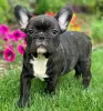 Photo №1. bouledogue - à vendre en ville de Bruxelles | négocié | Annonce №116927