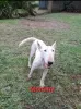 Photo №3. Chiots Bull Terrier à vendre. La finlande