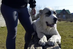 Photos supplémentaires: Vente de chiots du chien de berger d'Asie centrale (Alabai).