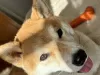 Photos supplémentaires: GARÇON SHIBA INU POUR L'ACCOUPLEMENT