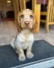 Photo №1. cocker spaniel anglais - à vendre en ville de Братислава | Gratuit | Annonce №111331