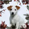 Photo №1. jack russell terrier - à vendre en ville de Minsk | 231€ | Annonce №30702